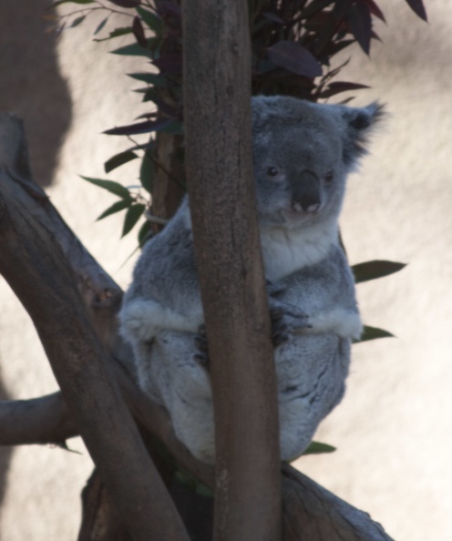 321-2099 San Diego Zoo - Queensland Koala.jpg